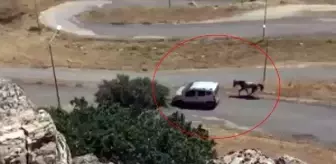 Sürücü, Hafif Ticari Aracına Bağladığı Atı Arkasından Koşturdu