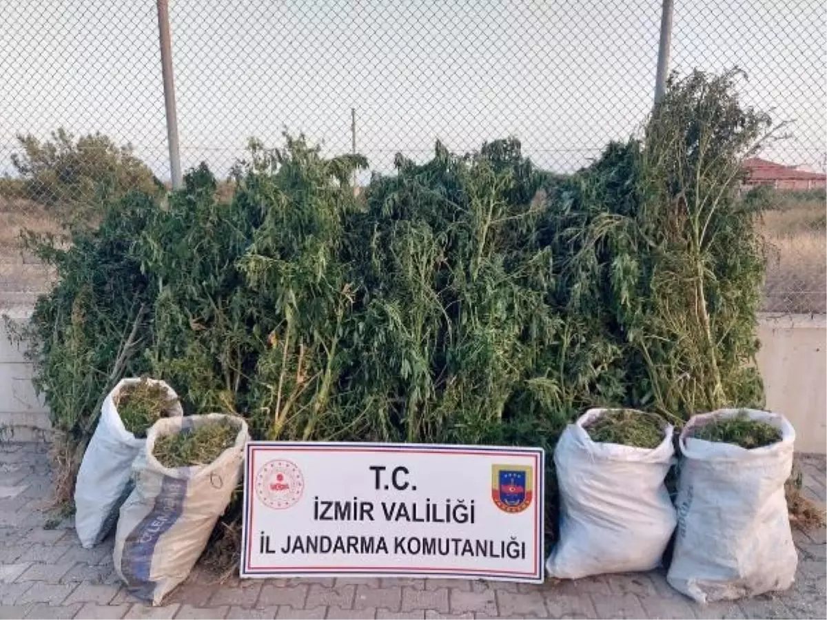 İzmir\'de Uyuşturucu Operasyonunda 23 Kilo Esrar Ele Geçirildi