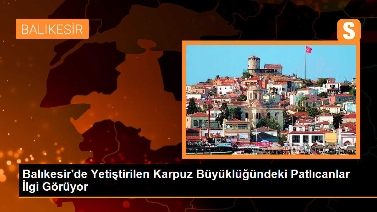 Balıkesir\'de Yetiştirilen Karpuz Büyüklüğündeki Patlıcanlar İlgi Görüyor