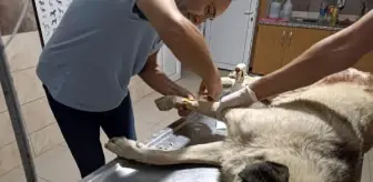 Salihli'de Sokak Köpeği Av Tüfeğiyle Öldürüldü