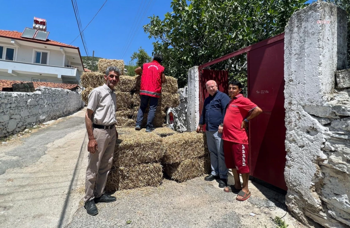 Menteşe Belediyesi Üreticilere Karakılçık Buğdayı Sapı Dağıtıyor