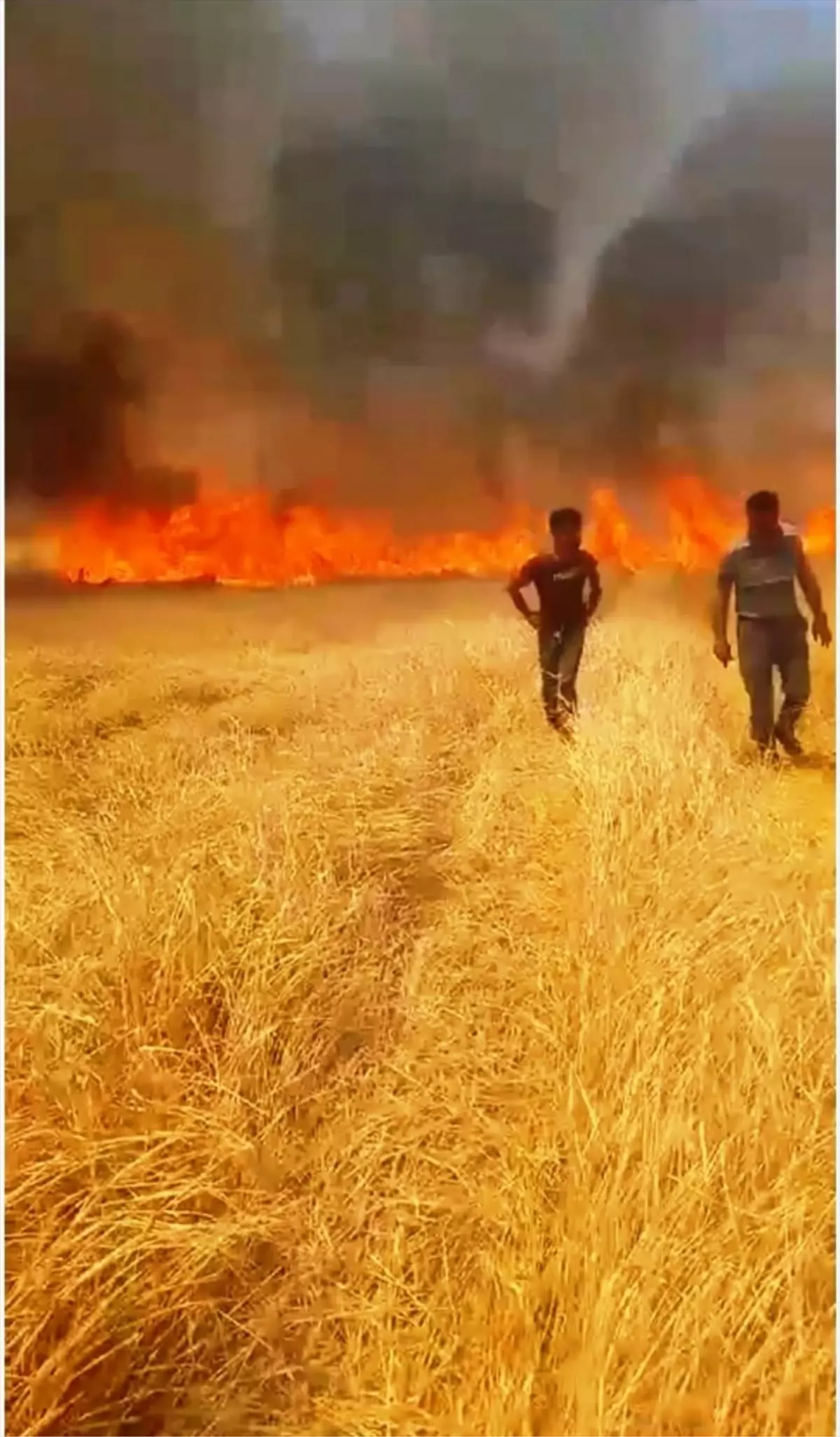 Muş\'un Bulanık ilçesinde çıkan yangında buğday ve arpa ekili alan zarar gördü