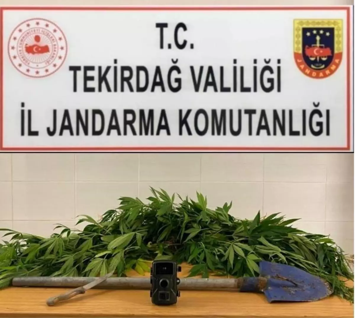 Tekirdağ\'ın Kapaklı ilçesinde ormanlık alanda ekili kenevir bulundu