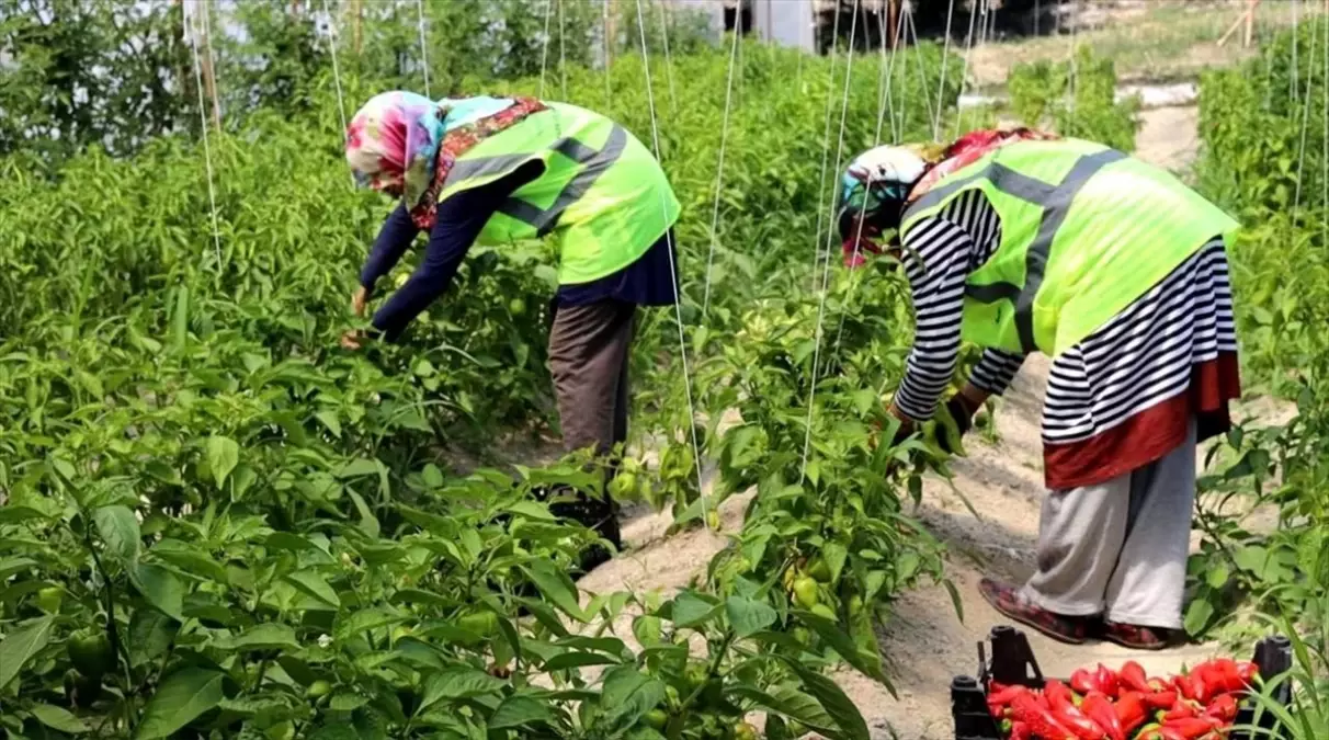 Safranbolu Belediyesi organik ürünleri halkın bakkalında satışa sunacak