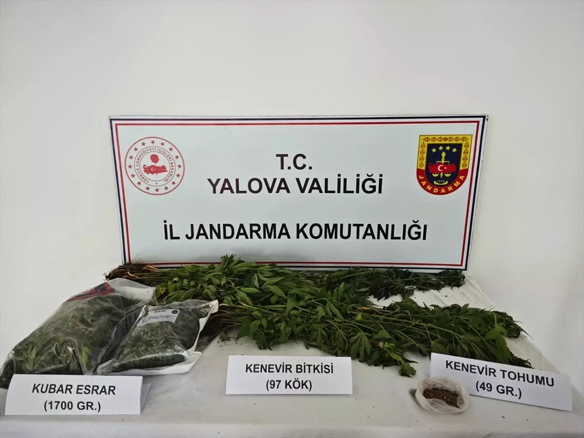 Yalova'da kenevir yetiştiricisi tutuklandı
