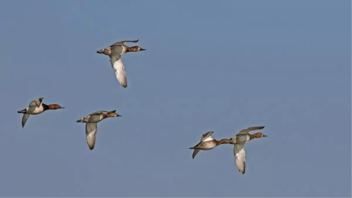 31 kuş ve 4 memeli türü av listesinde