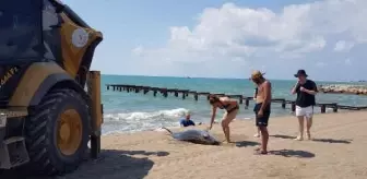 Adana sahilinde kıyıya ölü yunus vurdu