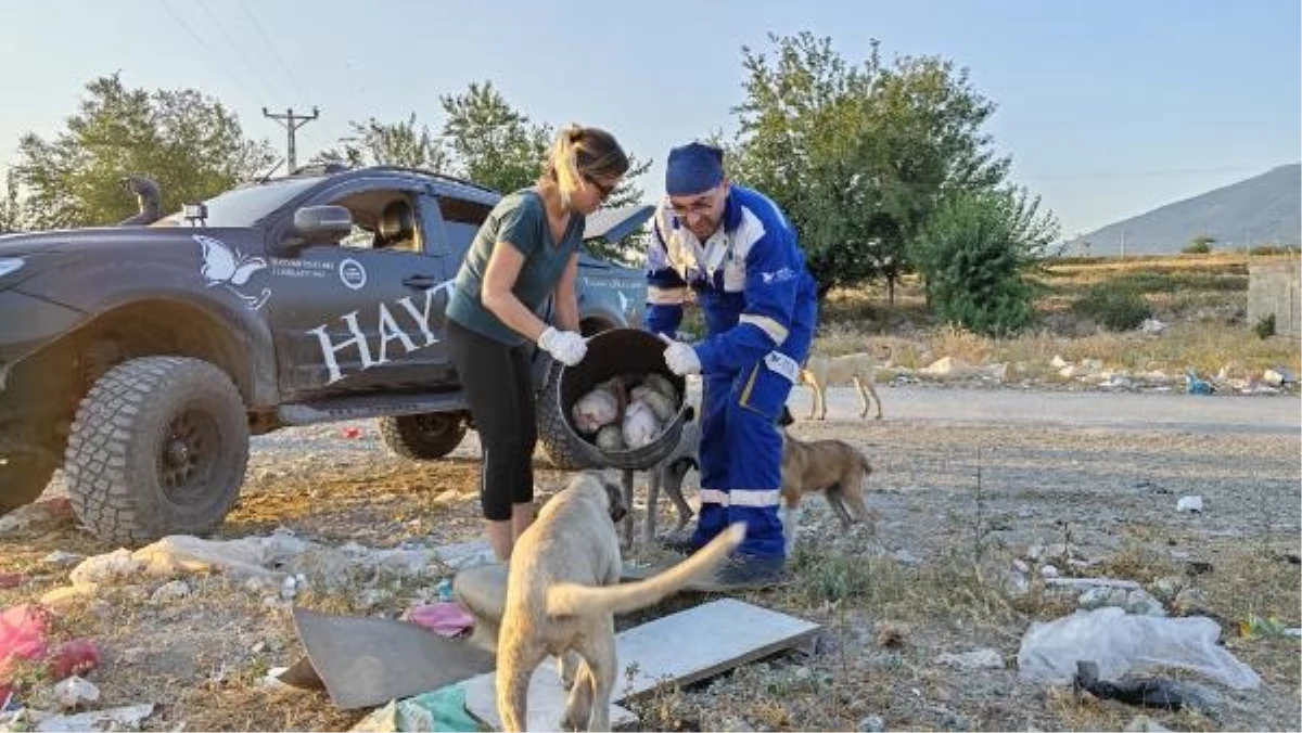 Osmaniye\'de Gönüllü Veteriner Hekimler Sokak Hayvanlarına Yardım Etti