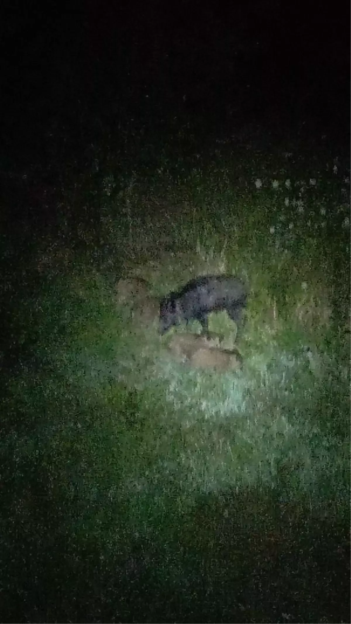 Ereğli'de Domuzlar Bahçede Ekili Ürünleri Yedi