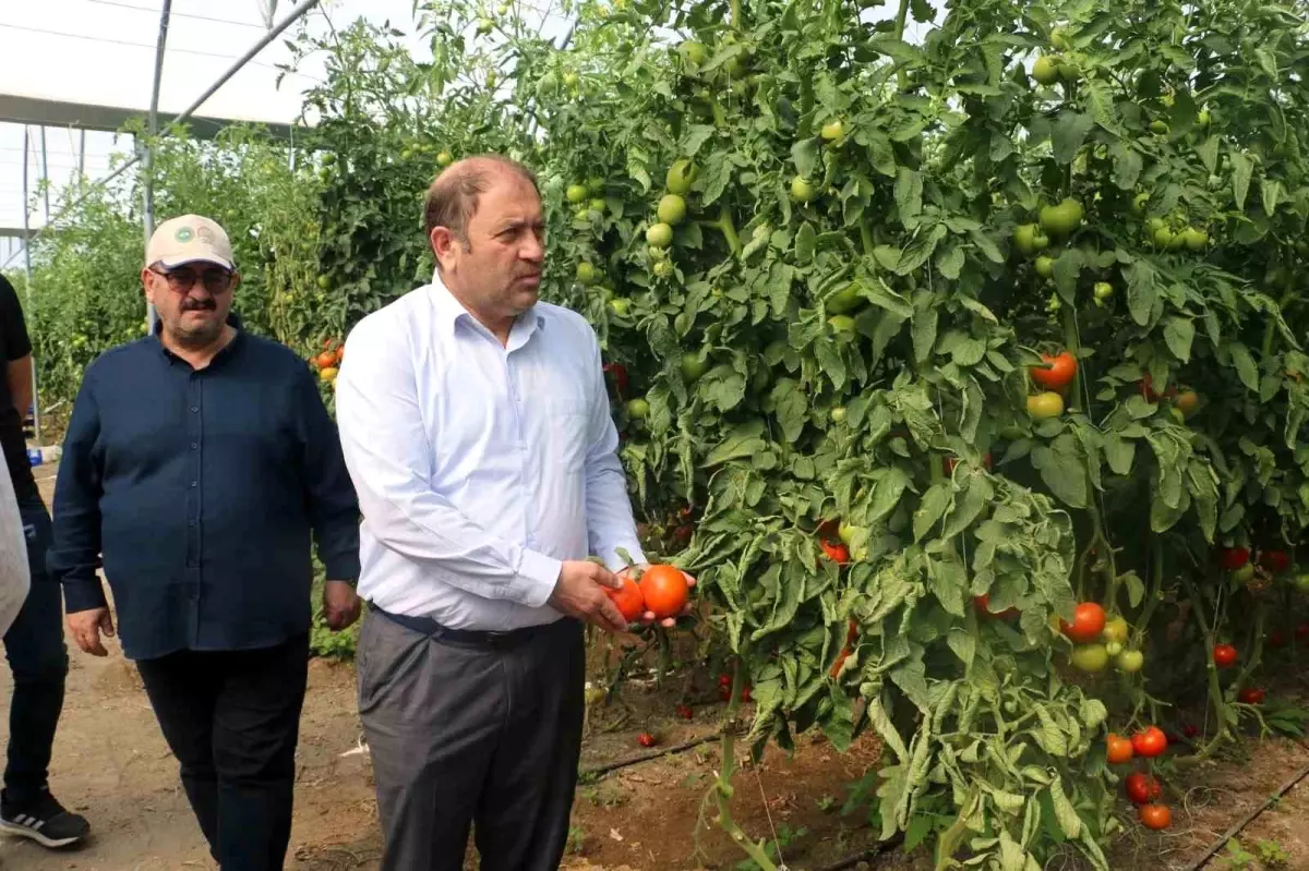 Erzincan\'da Seracılık Sektörü Gelişmeye Devam Ediyor