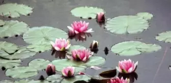 Gölcük Tabiat Parkı'ndaki Bitkilerin Doğal Ekosistemi Bozuldu