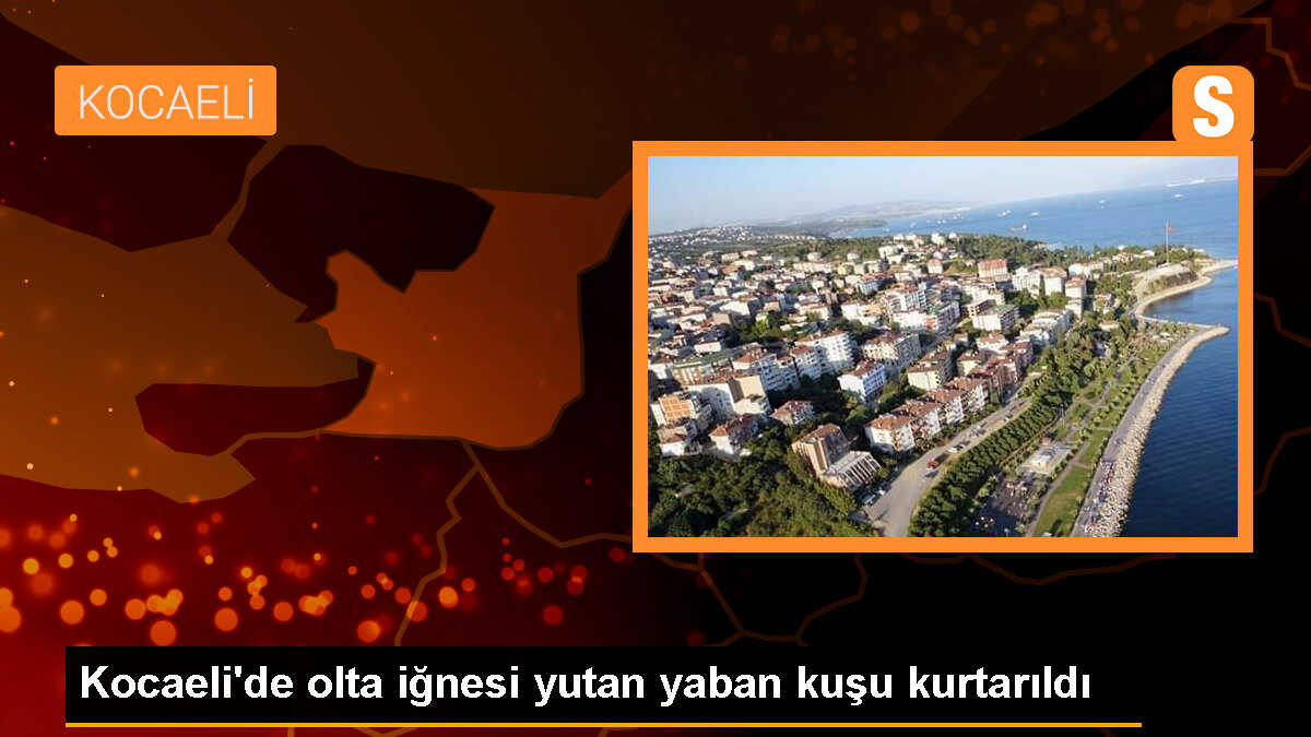Kocaeli\'de olta iğnesi yutan yaban kuşu kurtarıldı