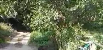 Mengen'de Köye İnen Yavru Ayı Vatandaşları Endişelendirdi