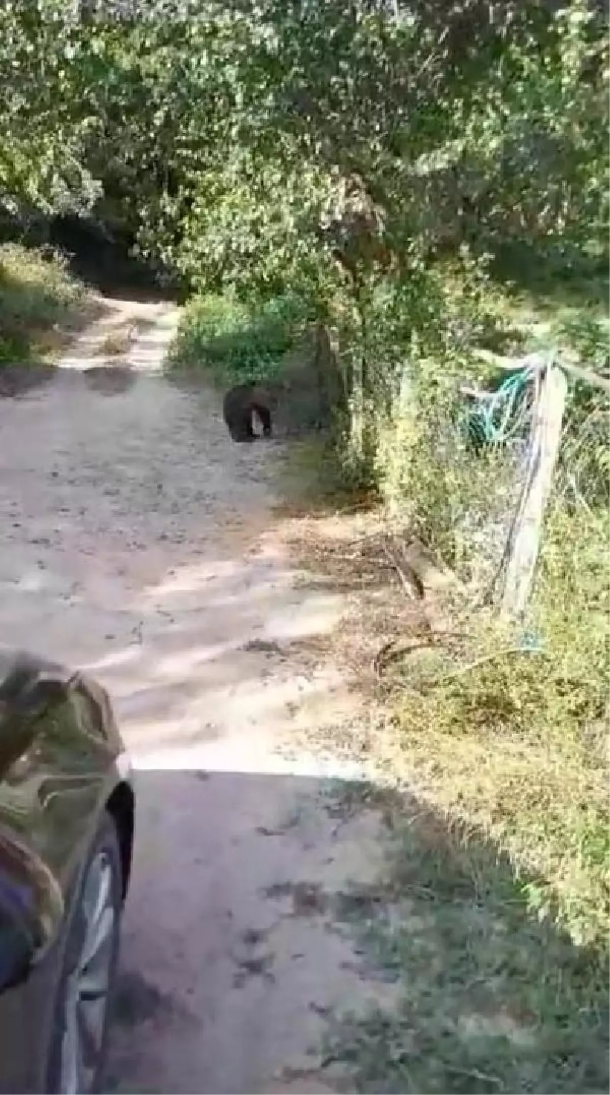 Mengen'de Köye İnen Yavru Ayı Vatandaşları Endişelendirdi