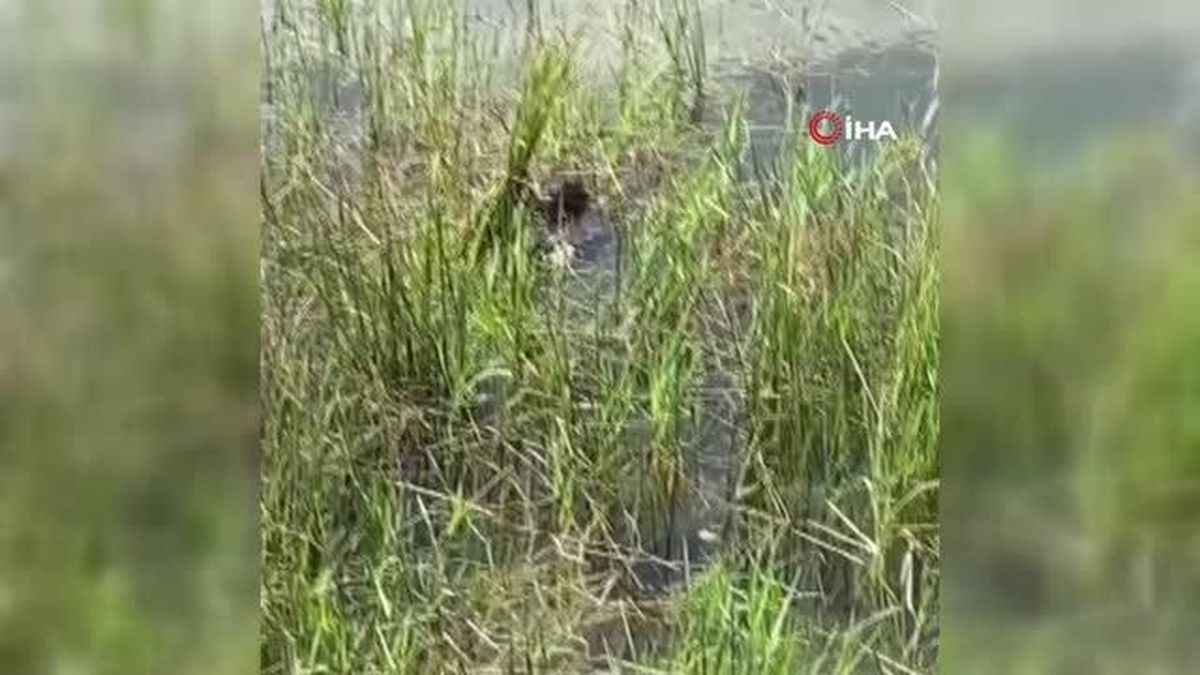 Olta İğnesi Yutan Yaban Kuşu Kurtarıldı