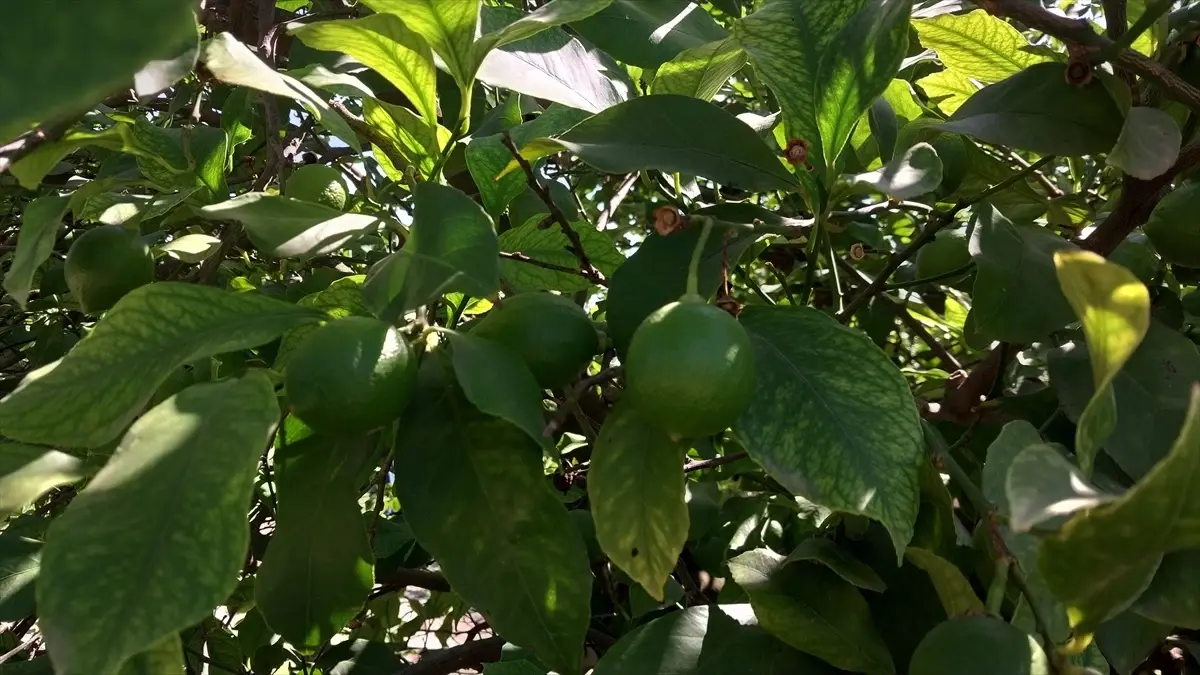 Ortaca ve Dalaman'da Limon Üreticileri Tüccarları Bekliyor