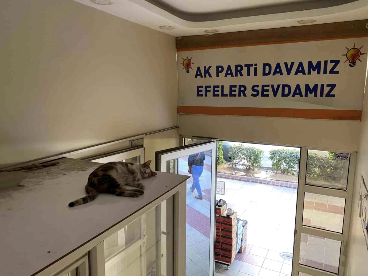 Sevimli kedi sıcaklardan AK Parti Efeler İlçe Başkanlığı binasına sığındı