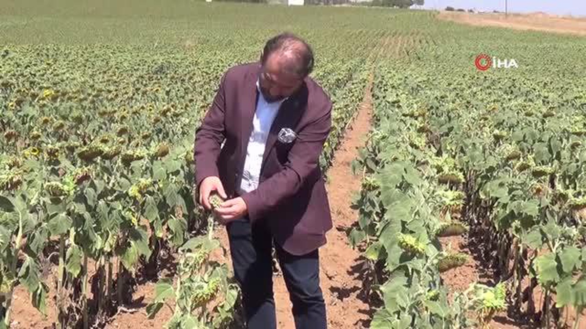 Son yılların en büyük kuraklığı yaşanıyor: Ayçiçeği bücür kaldı Yüzde 70 ürün kaybı bekleniyor
