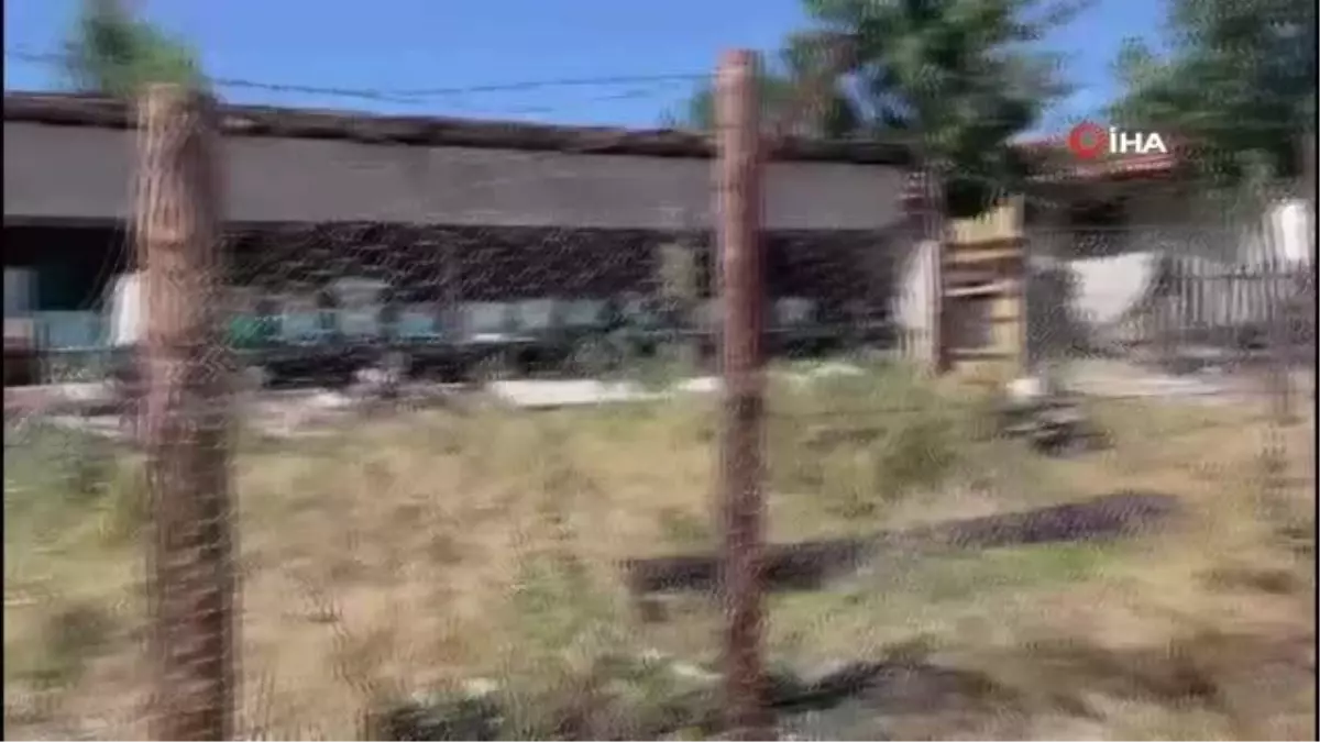 Tel örgülü önlem ayıları durduramadı: Korumaya çalıştığı arıları telef oldu