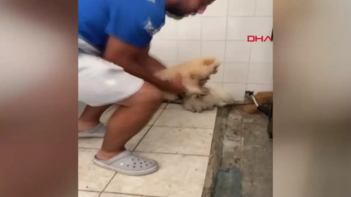 Edirne Kapıkule Sınır Kapısı\'nda Kaçak Yollarla Getirilen 22 Köpeğe El Konuldu