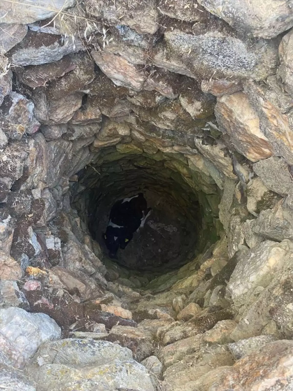 Uşak'ta kuyuya düşen buzağı kurtarıldı