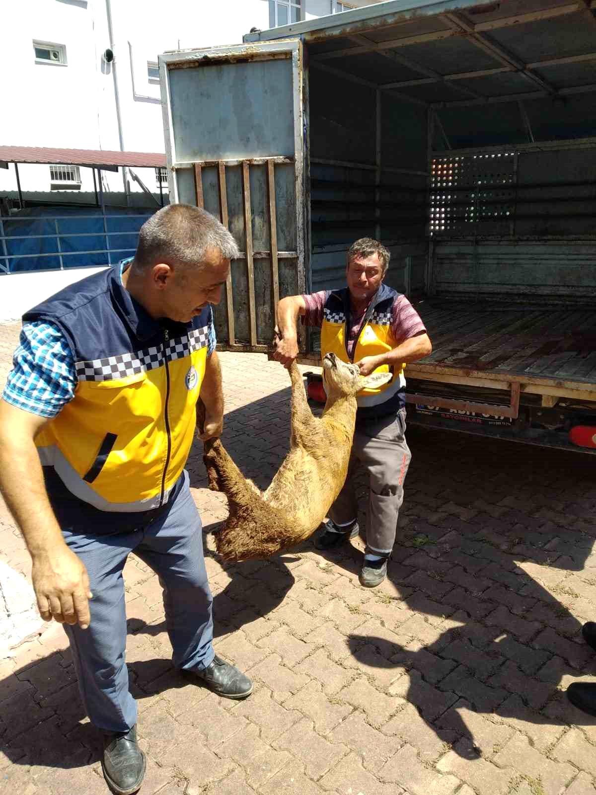 Kastamonu Cide\'de Yaralı Karaca Tedavi Altına Alındı