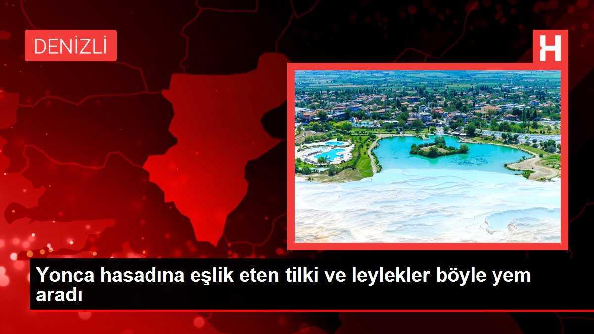 Yonca hasadına eşlik eden tilki ve leylekler böyle yem aradı