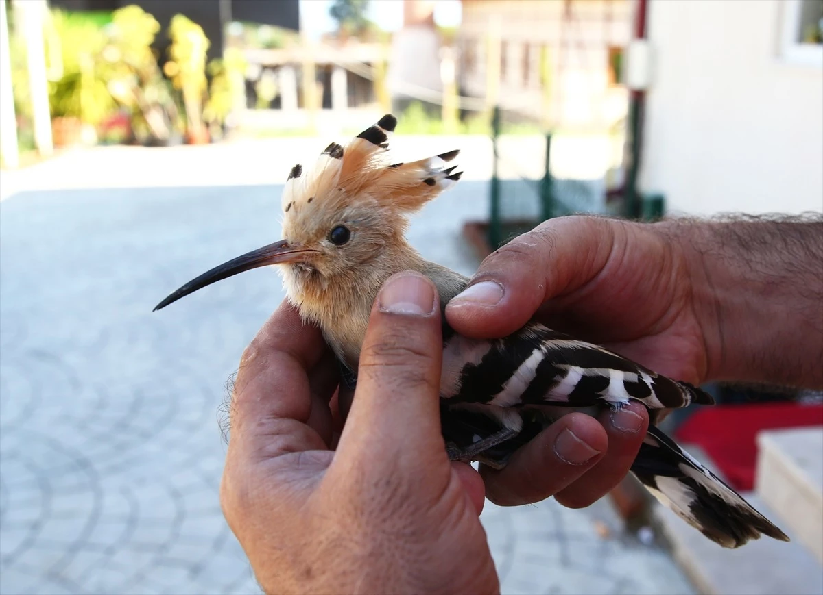 Giresun\'da yaralı halde bulunan hüthüt kuşu koruma altına alındı