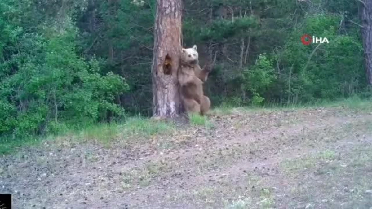 Kars\'ta boz ayıların ormanda kaşınma dansı fotokapanda