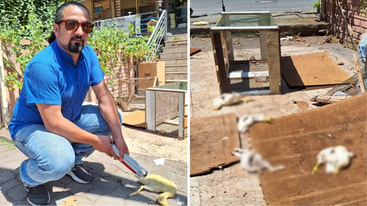 Körfez\'de Pet Shop Önünde Hayvanlara Saldırı: Tavşan, Ördek ve Civcivler Öldürüldü