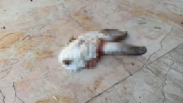 Kocaeli'de pet shop katliamı! Tavşanın kesik başını dükkanının önüne attılar