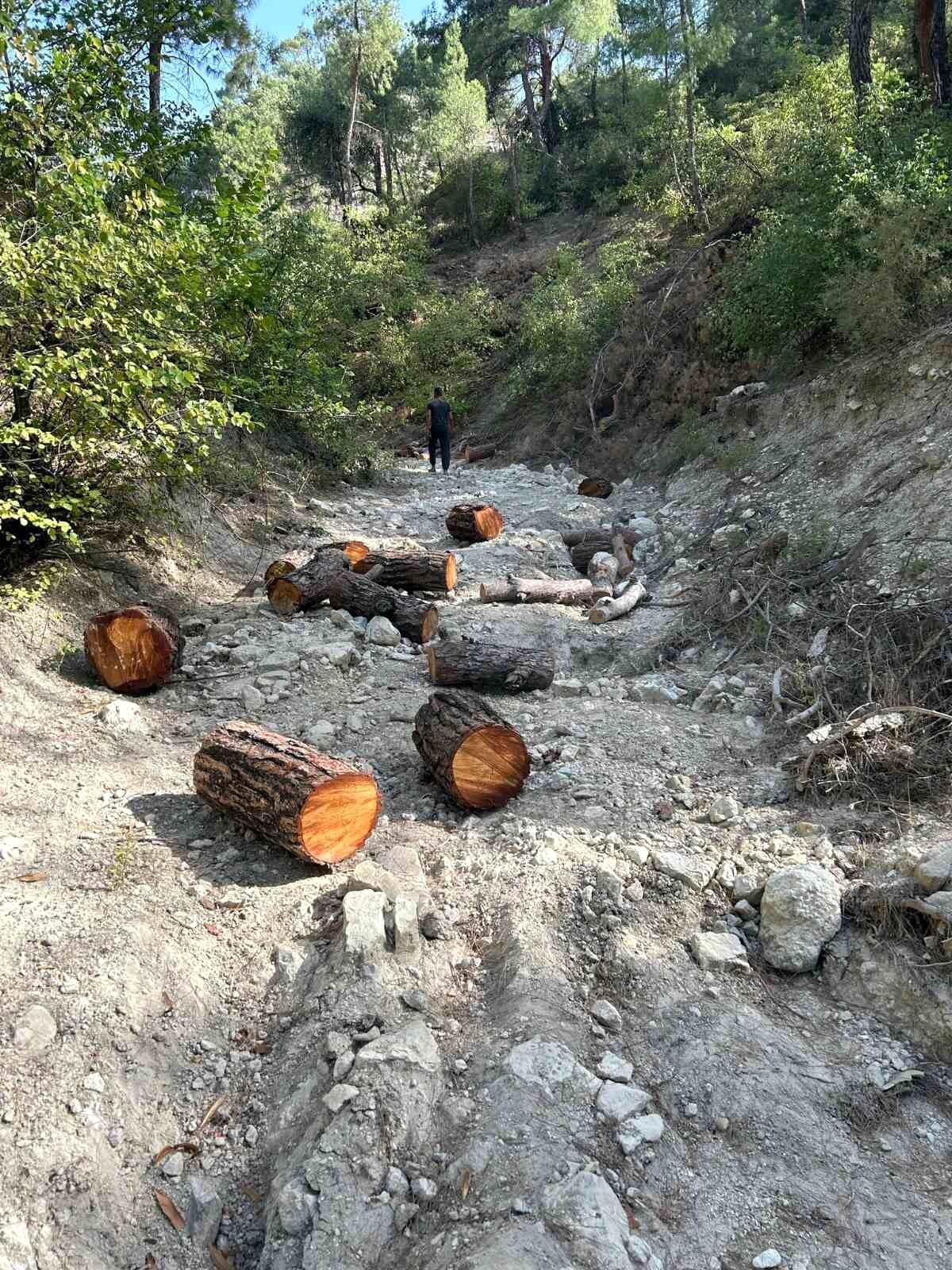 Aydın\'da İzinsiz Ağaç Kesimi Yapan Şahıs Yakalandı