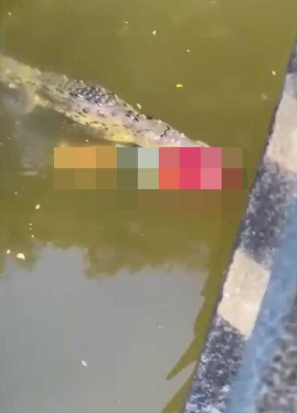 Serinlemek için nehre giren futbolcuyu timsah insanların göz önünde parçalayarak öldürdü Serinlemek için nehre giren futbolcuyu timsah insanların göz önünde parçalayarak öldürdü