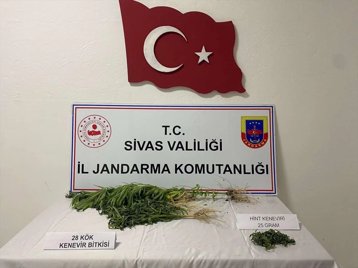 Sivas\'ta Yasa Dışı Kenevir Yetiştiricisi Yakalandı