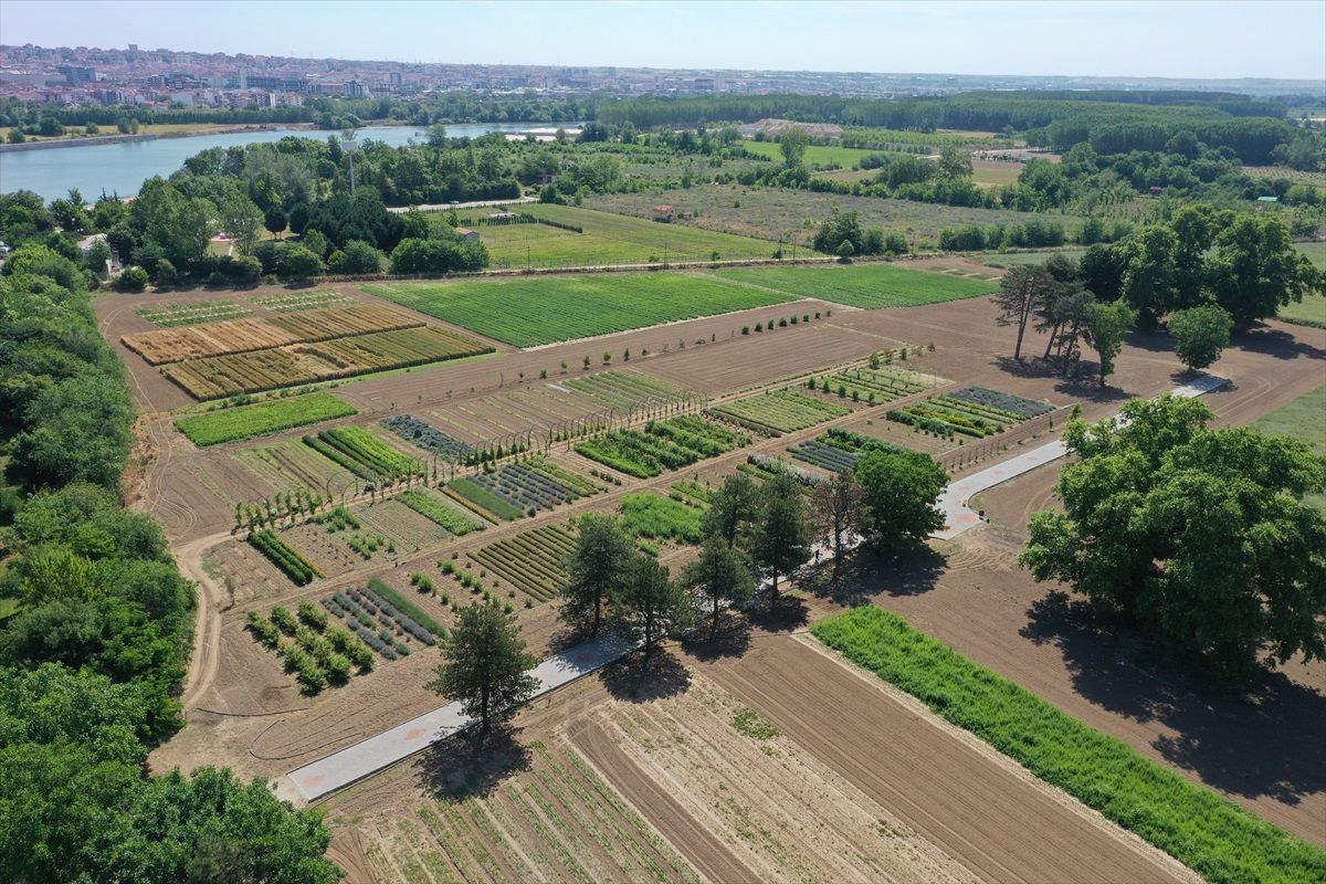 Edirne\'de Tıbbi ve Aromatik Bitkiler Çiftçilere Yeni Gelir Kaynağı Olacak