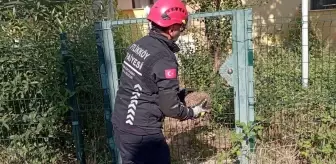 Yalova'da sıkışan kirpi itfaiye ekiplerince kurtarıldı