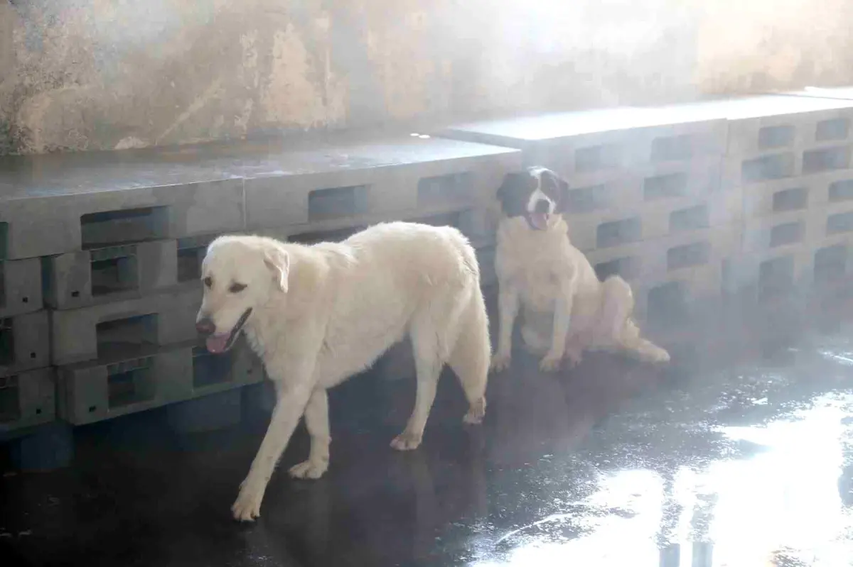 Bağcılar Belediyesi\'nden Sokak Hayvanlarına Serinletme Hizmeti