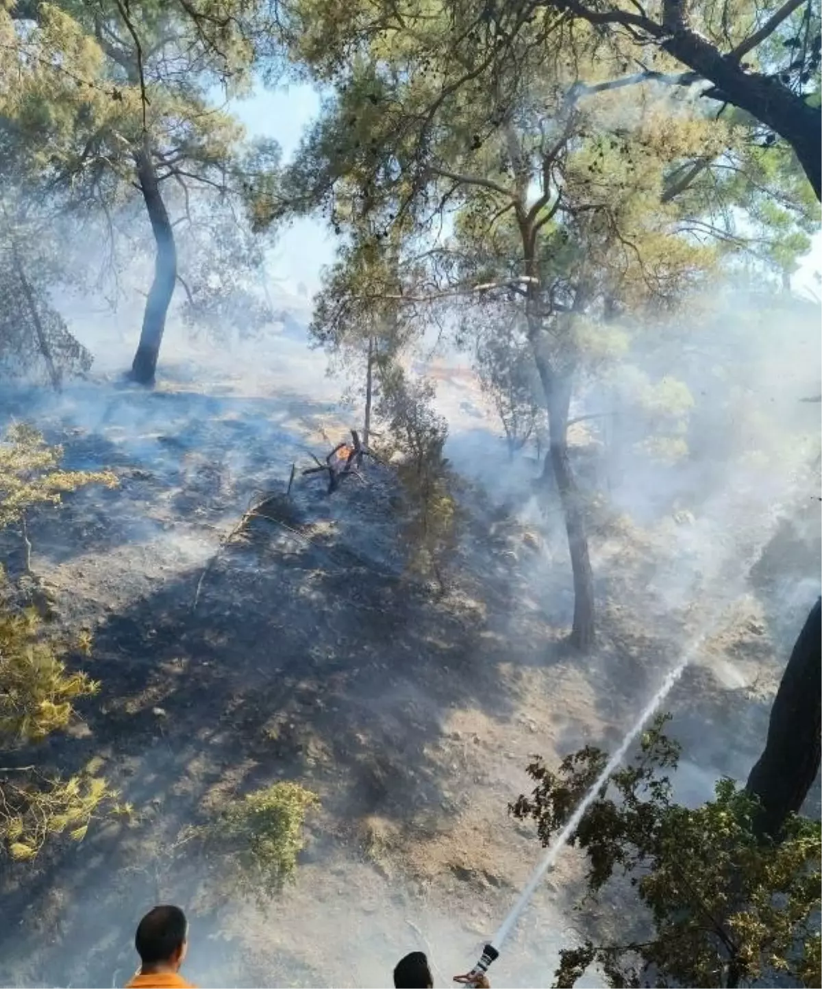 Balıkesir Burhaniye'de Orman Yangını