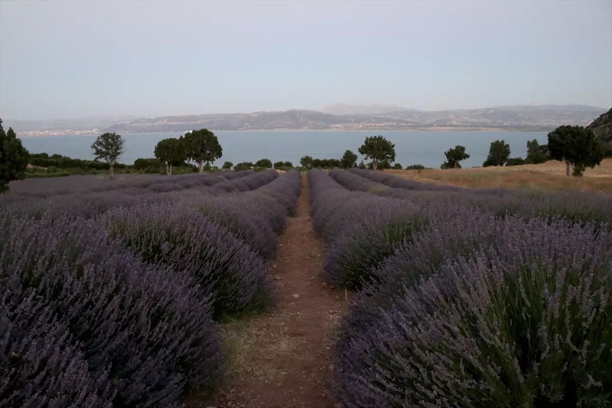 Burdur\'da Üretilen Lavanta Fideleri Türkiye ve Türk Cumhuriyetleri\'ne Gönderiliyor