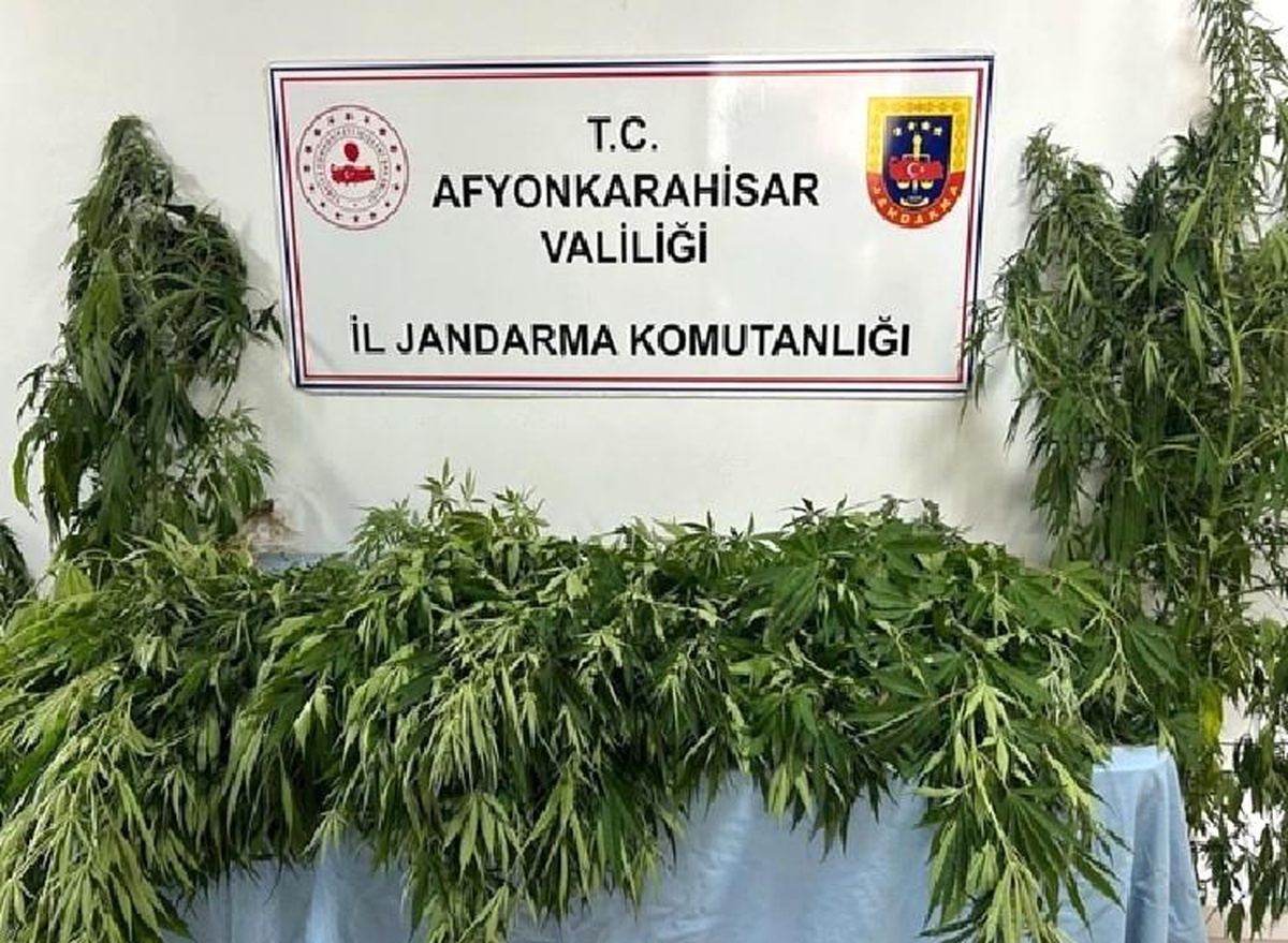 Afyonkarahisar\'da 160 kök kenevir ele geçirildi