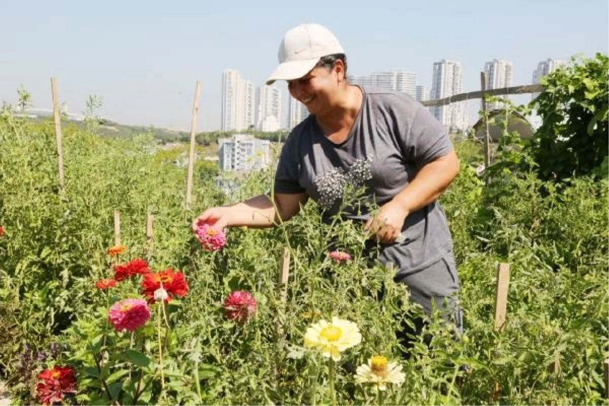 Küçükçekmece Belediyesi Hobi Bahçesi\'nde Tarım Ürünleri Toplanıyor