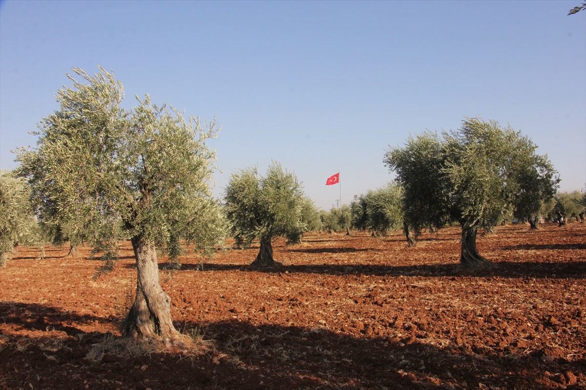 Kilis\'te Kuraklığa Rağmen Yüksek Zeytin ve Zeytinyağı Üretimi Bekleniyor