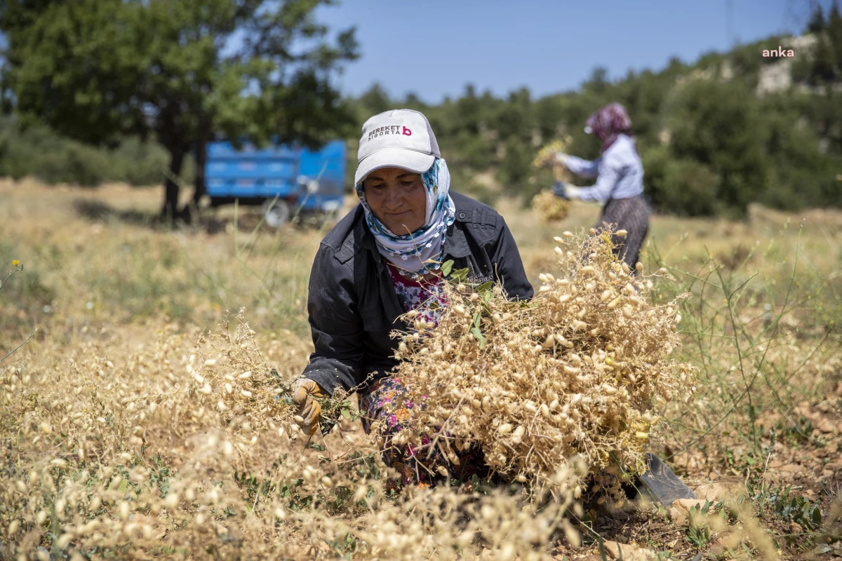 Mersin Büyükşehir Belediyesi Tarımsal Desteklerle Çiftçileri Destekliyor