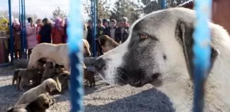 Prof. Dr. Çoban: Yılda 250 bin kişi kuduz şüphesiyle aşılanıyor