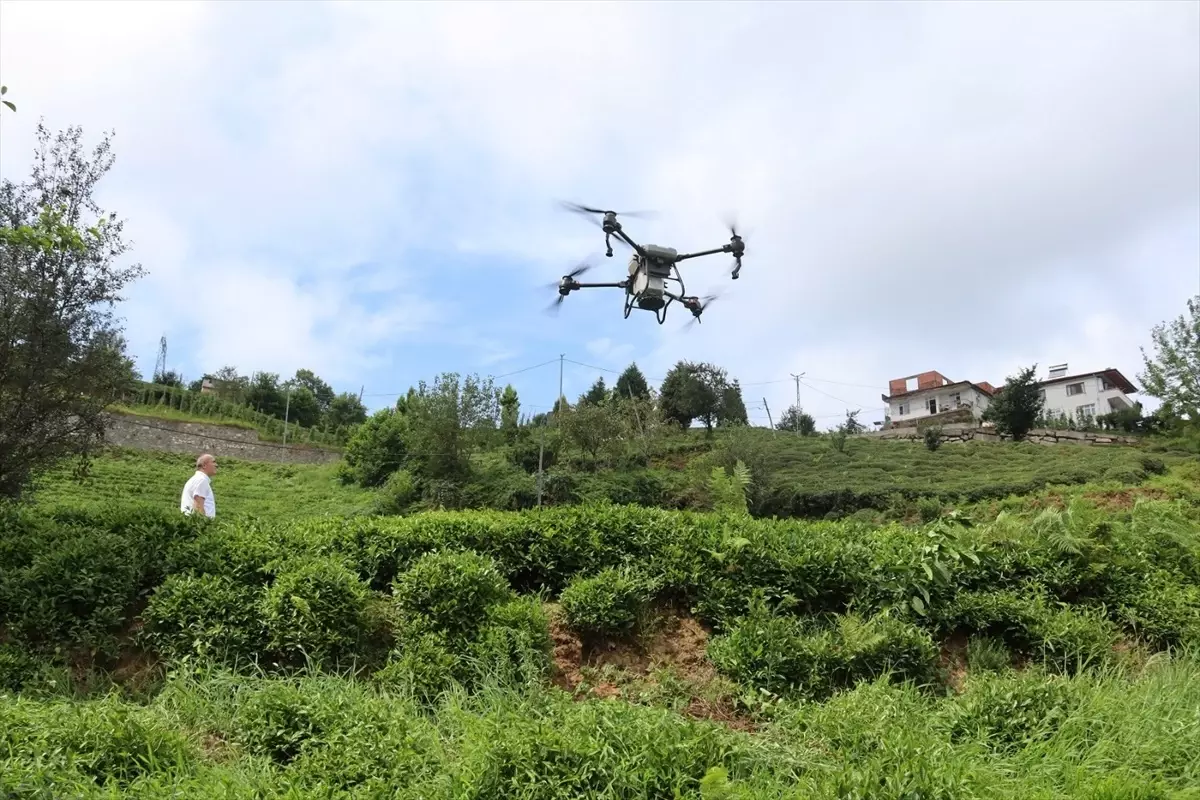 Rize\'de Zirai Dronlarla Çay Bahçesine Sıvı Gübre Uygulandı