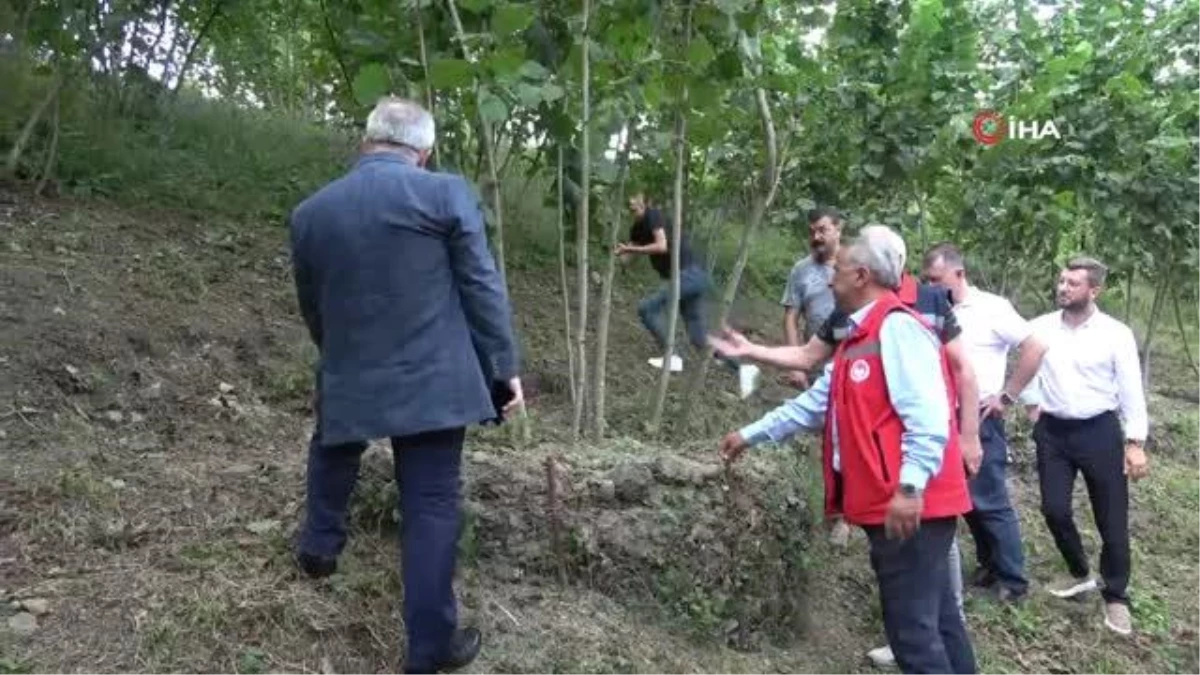 Samsun\'da fındık bahçelerinde rehabilitasyon çalışmaları yürütülüyor