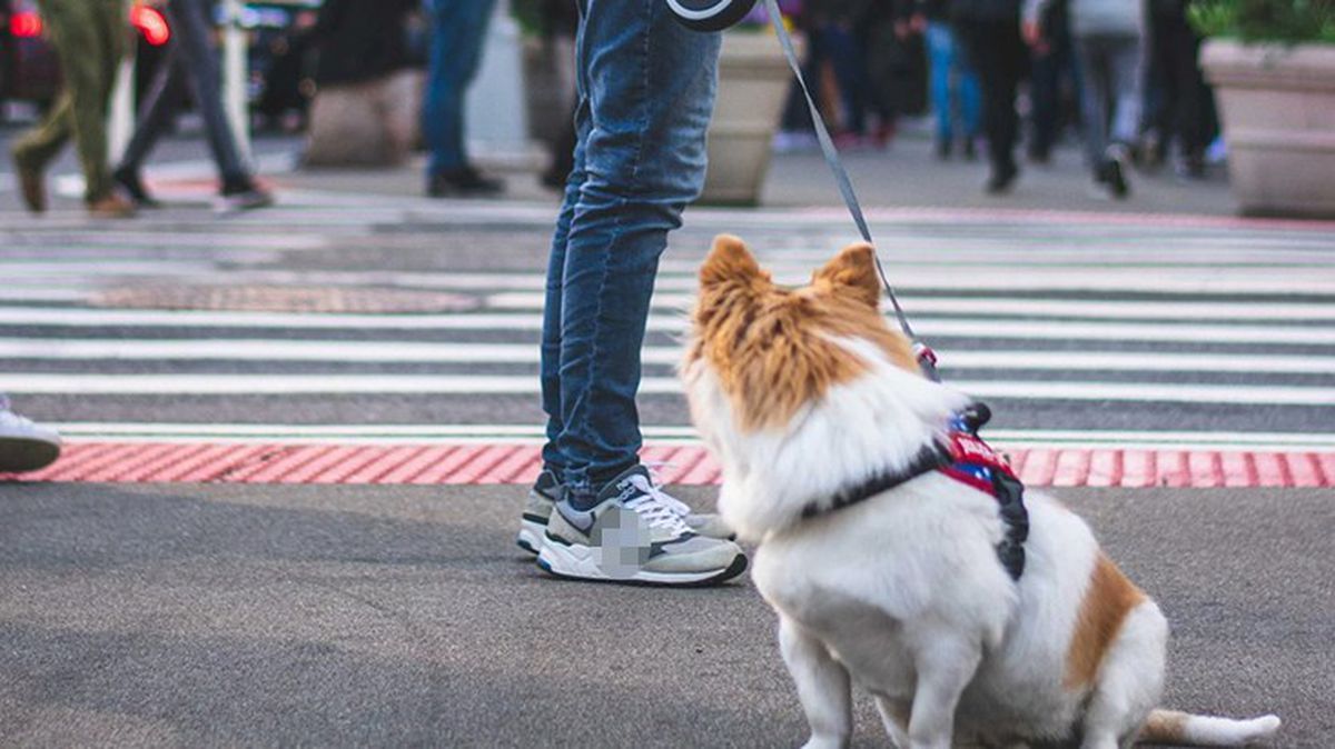Arjantin\'de Satın Alınan İki Köpek Steroidle Şişirilmiş Sıçan Çıktı