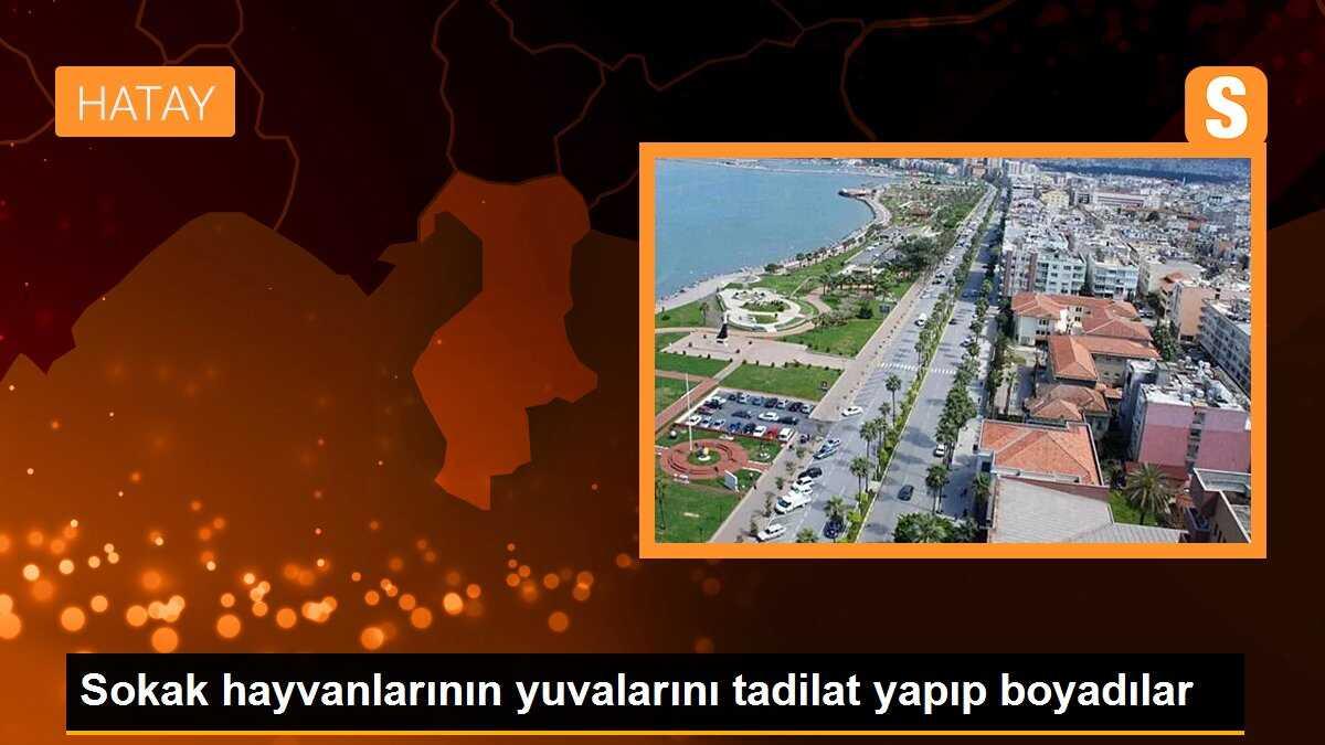 Sokak hayvanlarının yuvalarını tadilat yapıp boyadılar