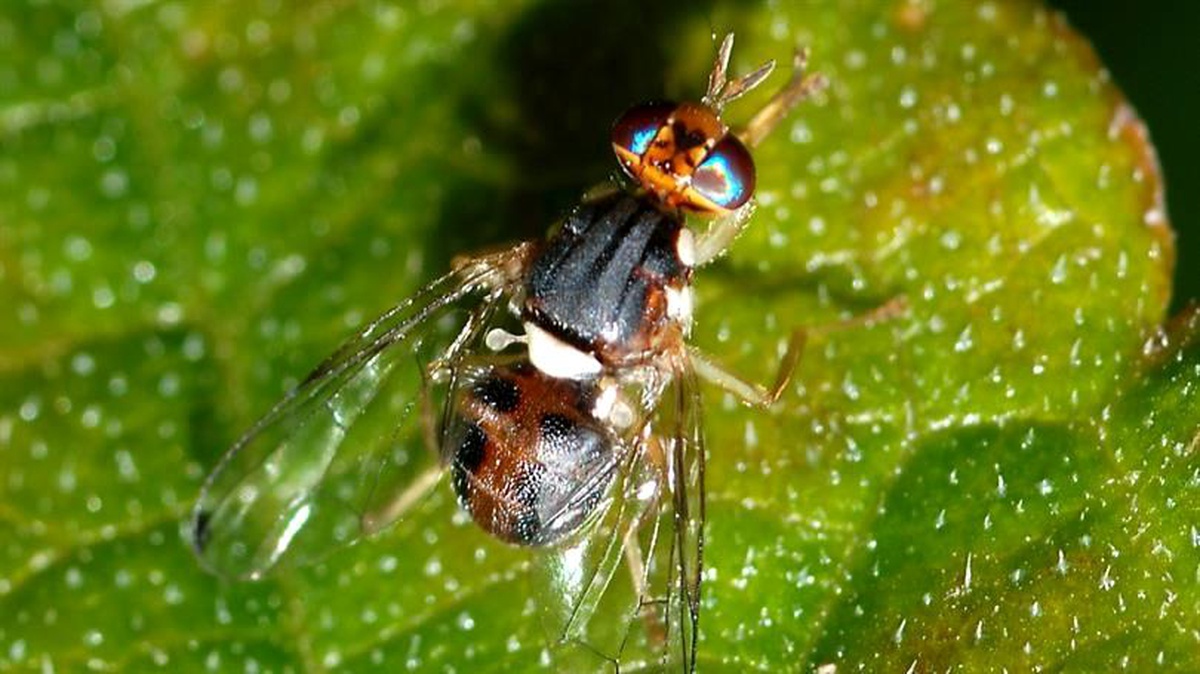 Aydın\'da Zeytin Sineği İlaçlaması Başlamalı
