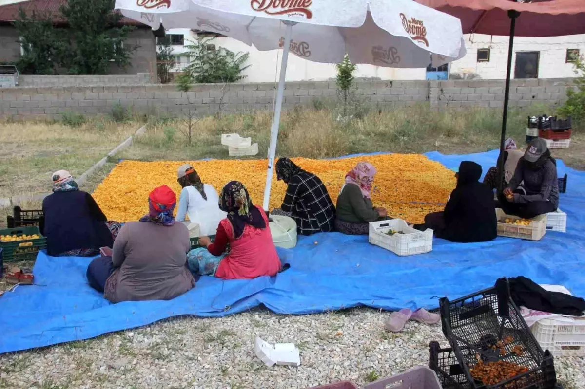 Erzincan\'da Kayısı Hasadı Sonrası Kurutma Yolculuğu